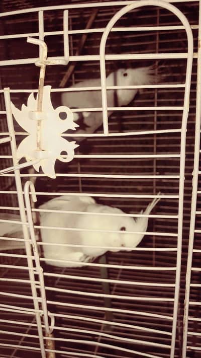 white face breeder pair