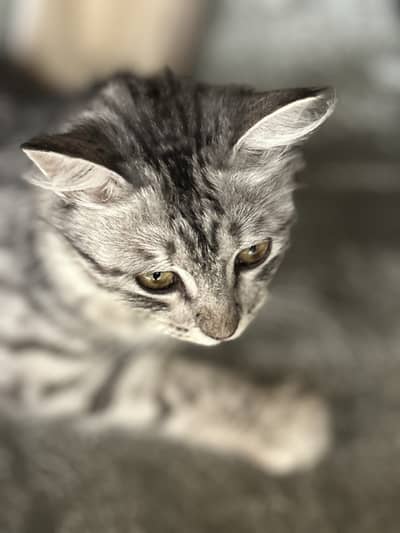 Domestic tabby silver grey cat age about 1 year