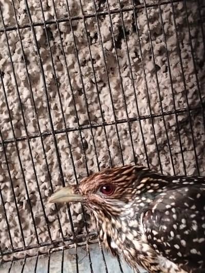 kuku bird for sale