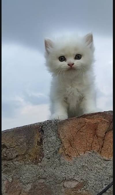 Persian Triple Coat Male Kitten for Sale 