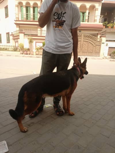 Stock Coat German Shepherd Female