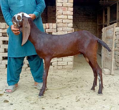 pure cheese batane ki zarurat Nahin Kamal breeder baccha