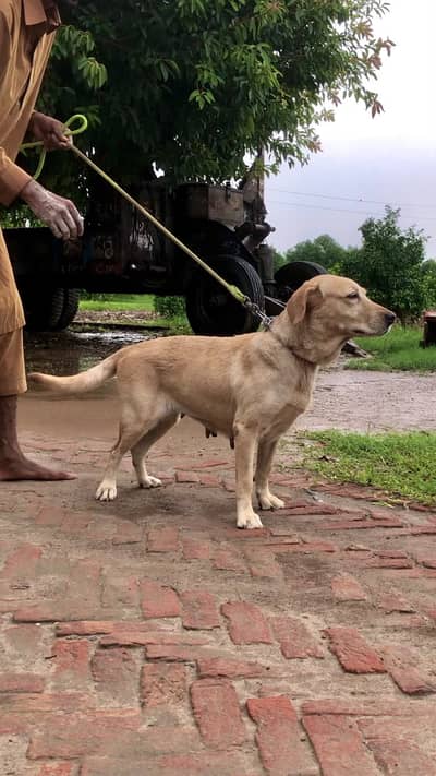 British Laboura dog female demand 25 hzr