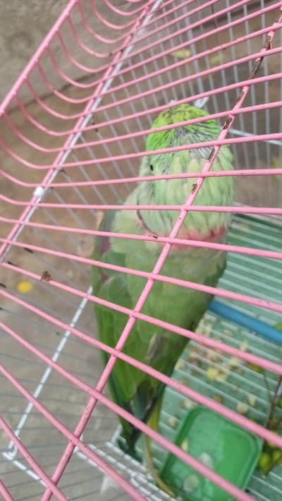 Raw parrot