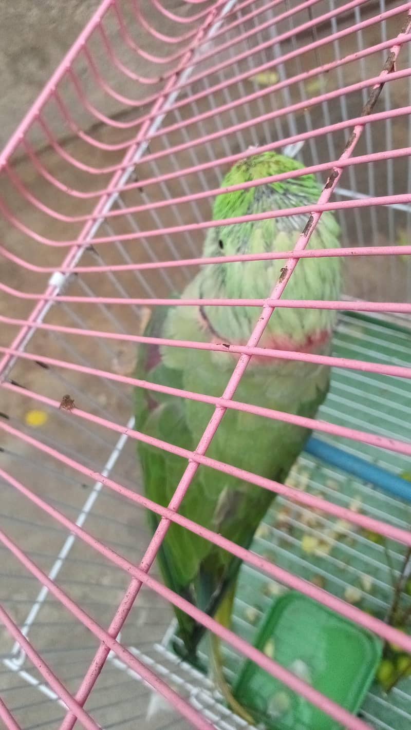 Raw parrot 0
