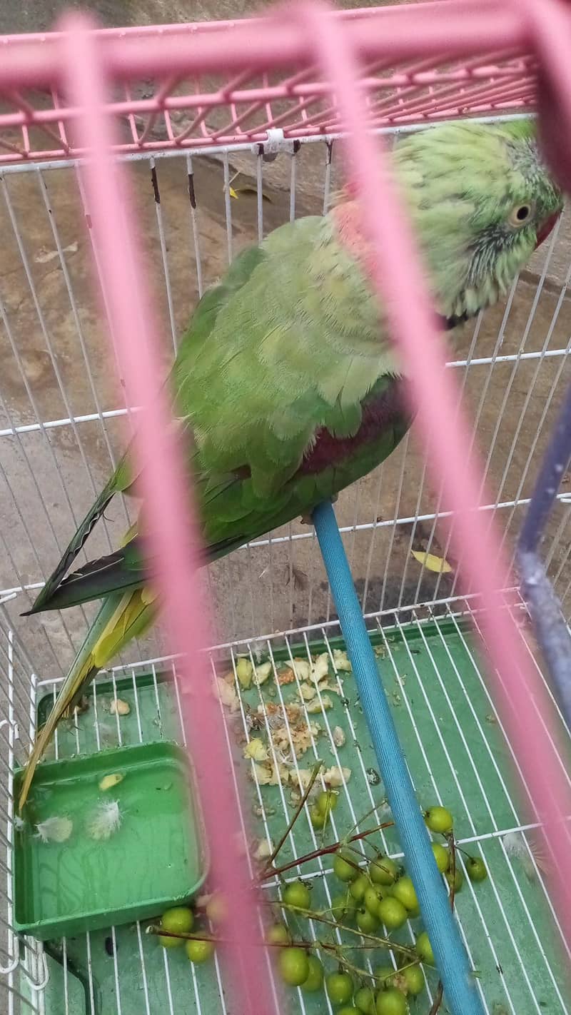 Raw parrot 2