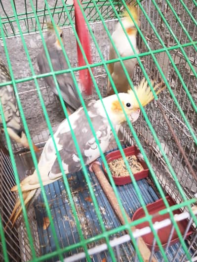 4 pics koktail male cockatiel red eye