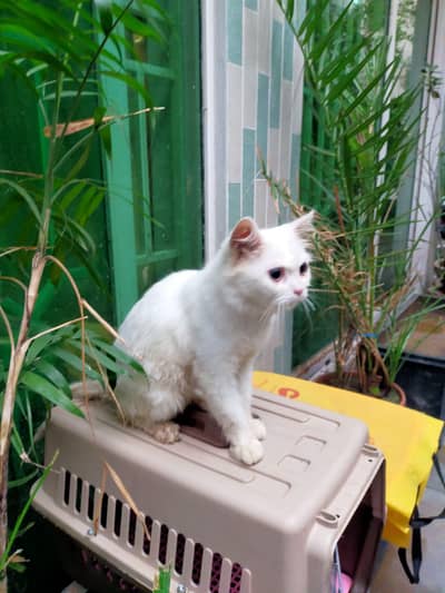 Parshion cat