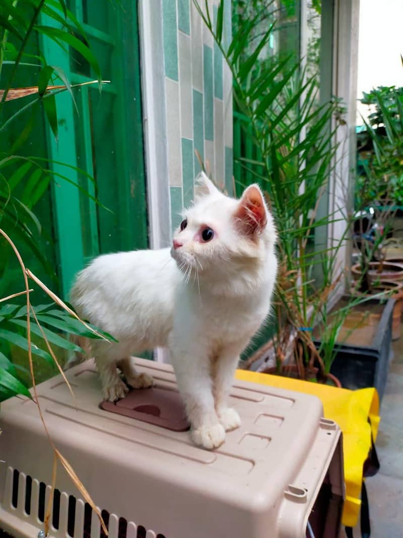 Parshion cat 1