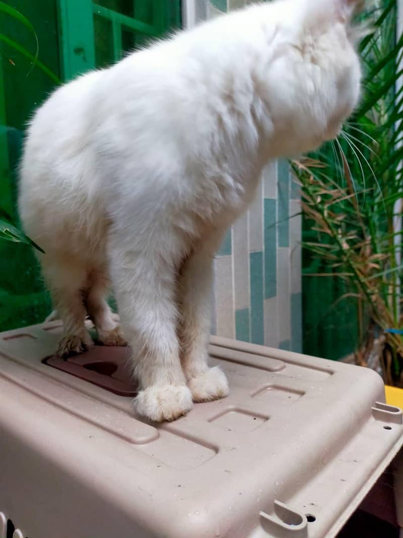 Parshion cat 2