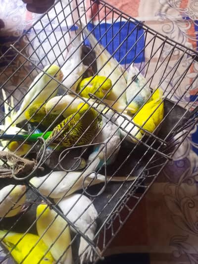 budgie mix ha