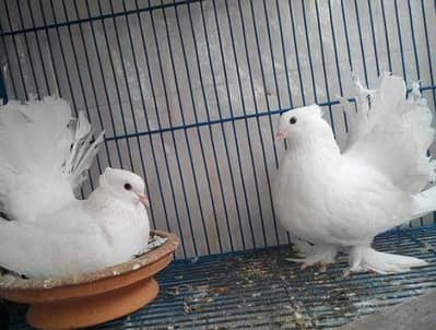 Home breed Indian Fantail