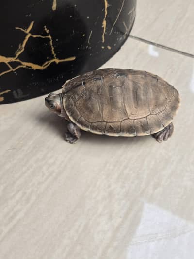 roof turtle