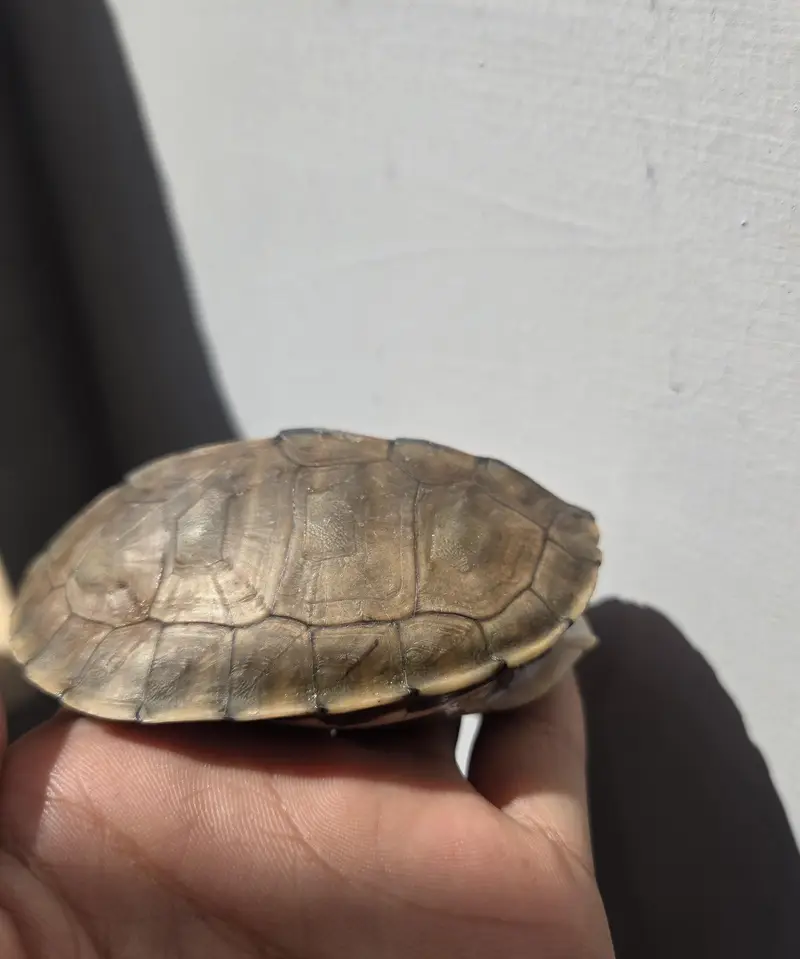 roof turtle — photo 2