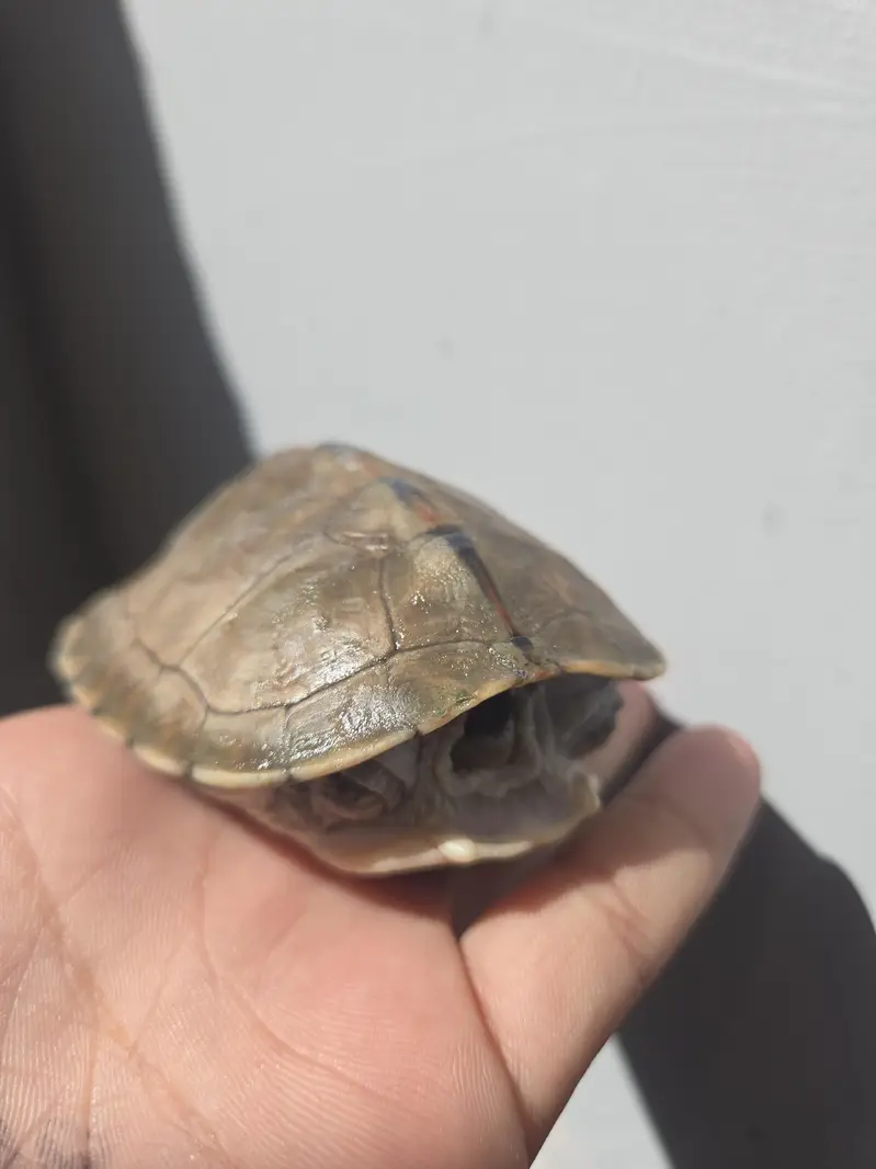 roof turtle — photo 3