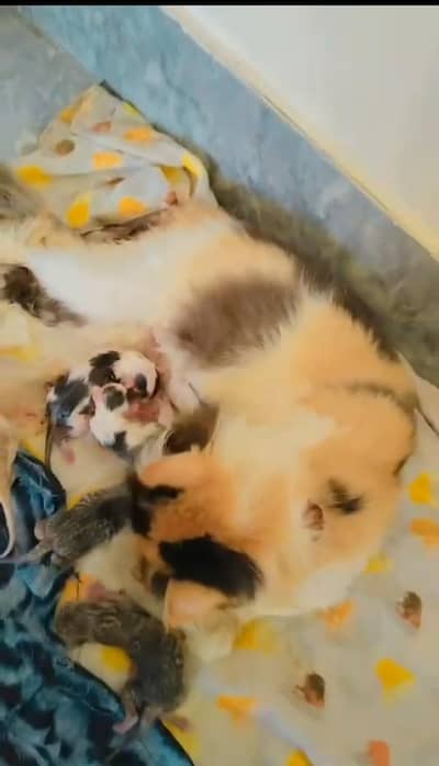 piki calico breeder 03043583306