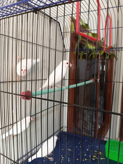 Java pair 03362761383