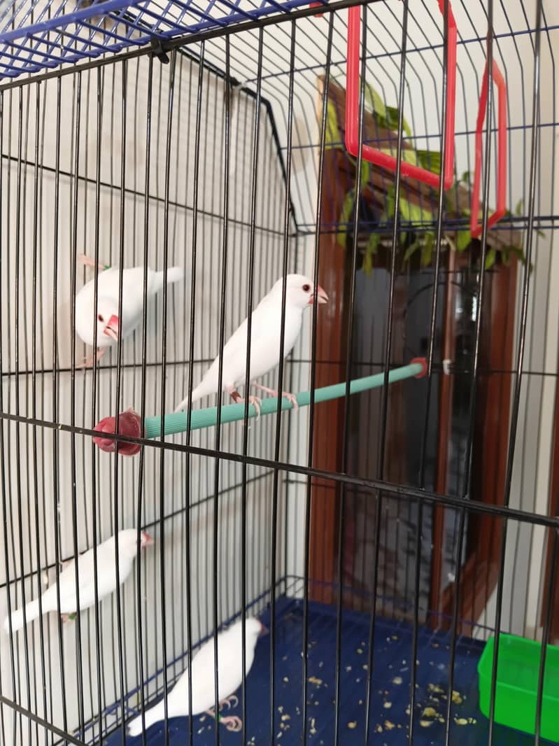 Java pair 03362761383 0