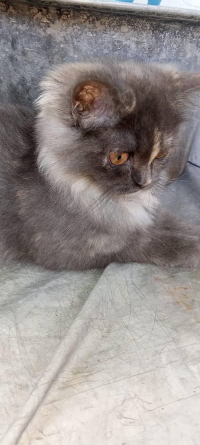 grey kitten female