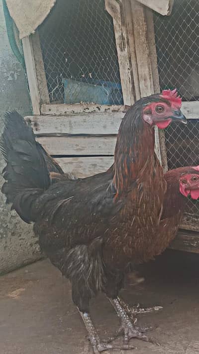 2 hens for sale