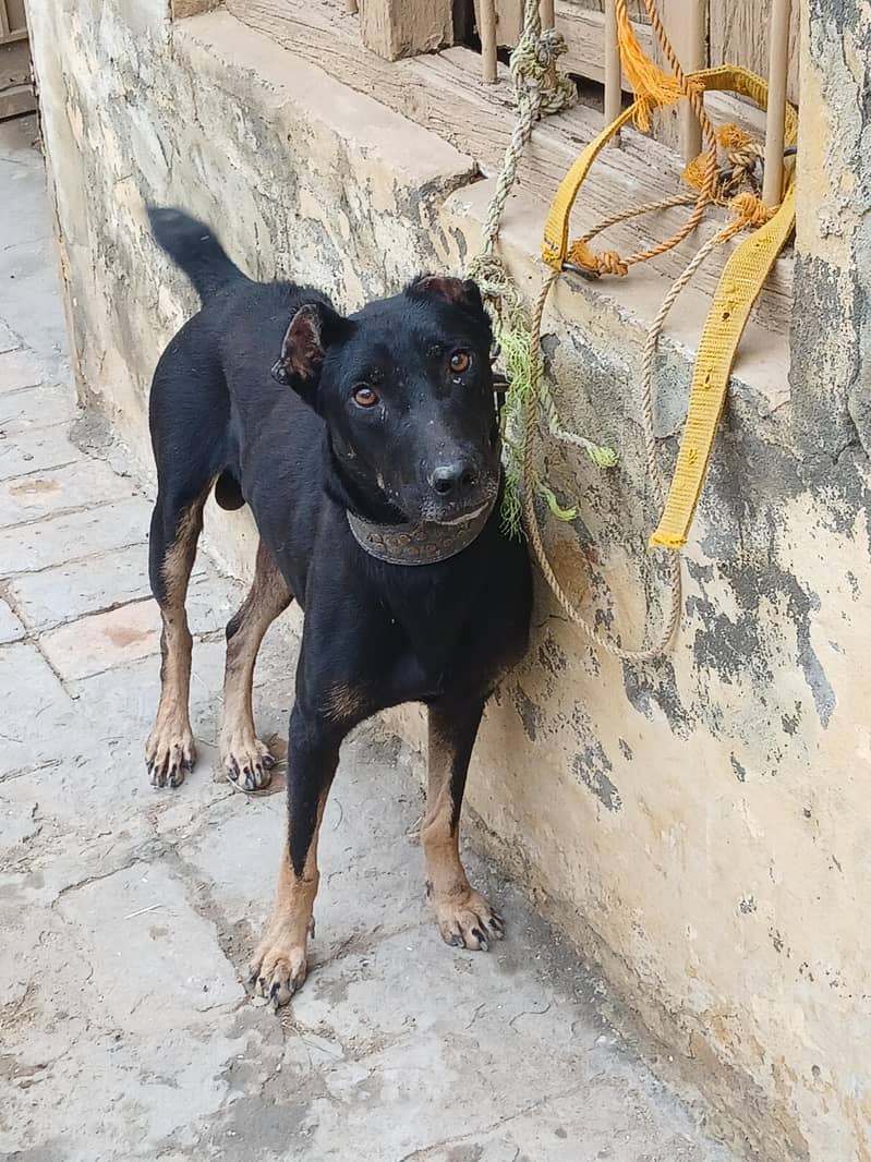 security dog 1