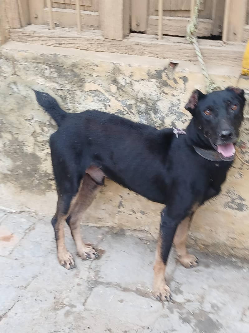 security dog 2