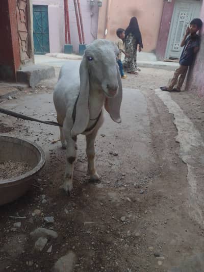 2 male dumbay larkana nasal