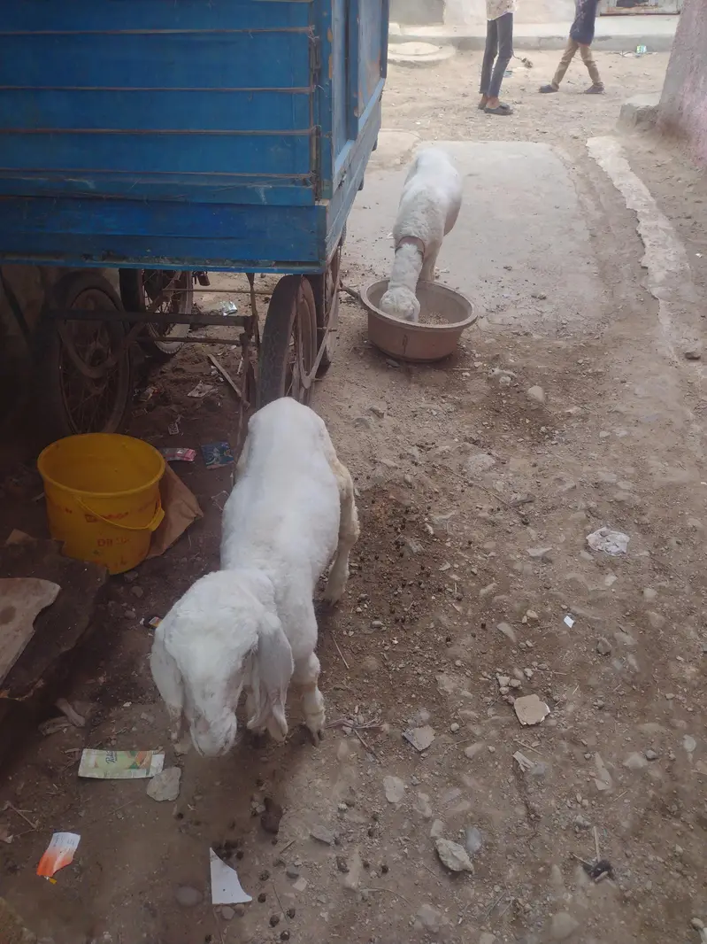 2 male dumbay larkana nasal — photo 2