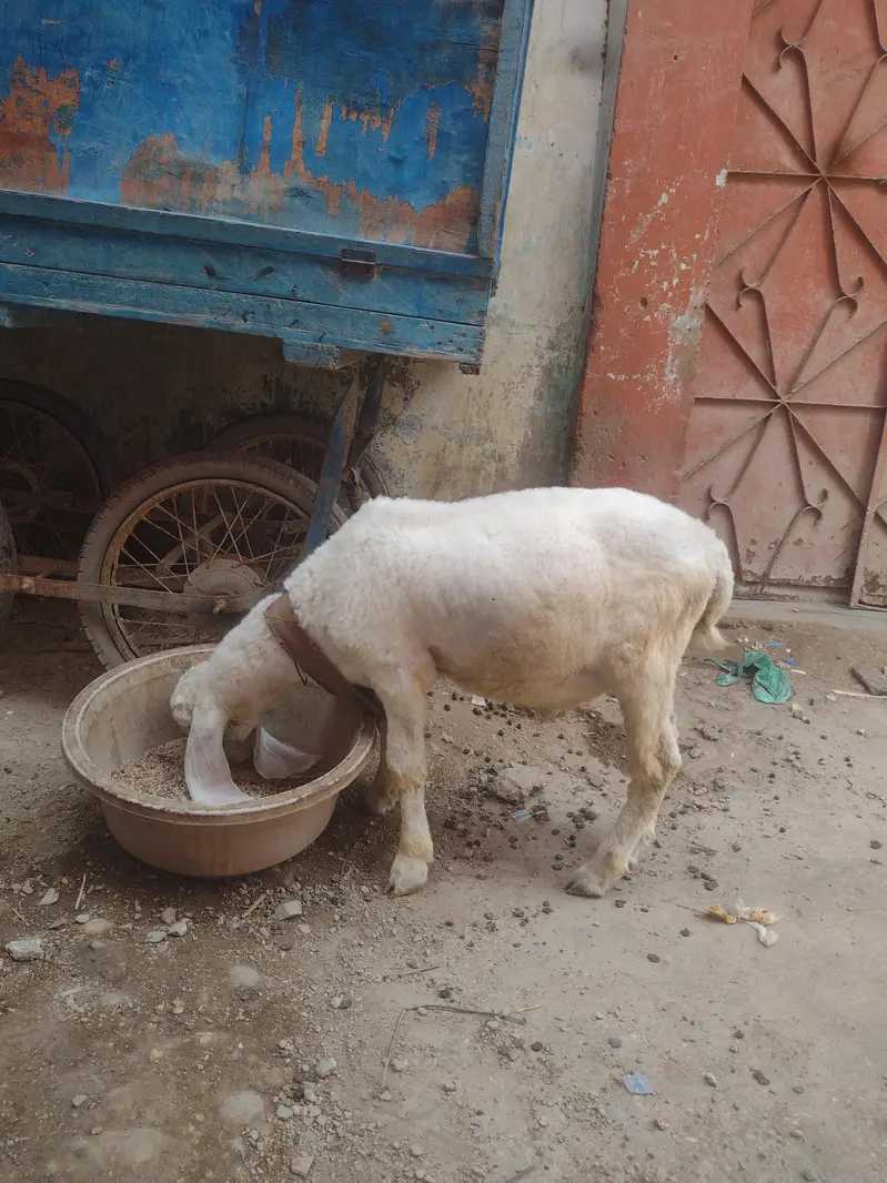 2 male dumbay larkana nasal — photo 3