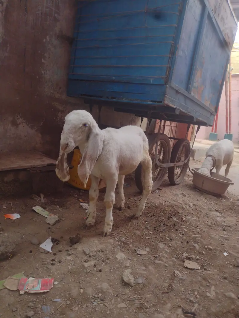 2 male dumbay larkana nasal — photo 4