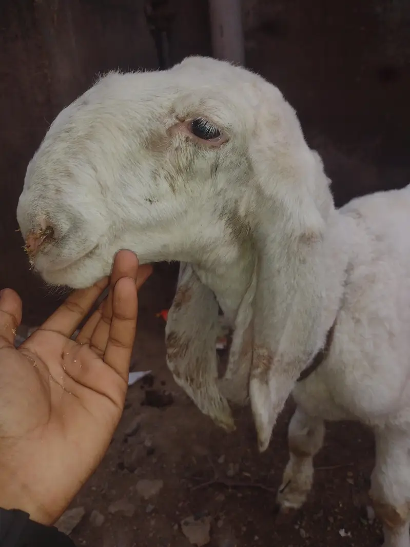 2 male dumbay larkana nasal — photo 5