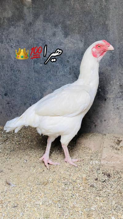 aseel hen