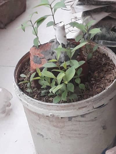 jamun plants