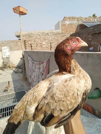 Aseel murgi
