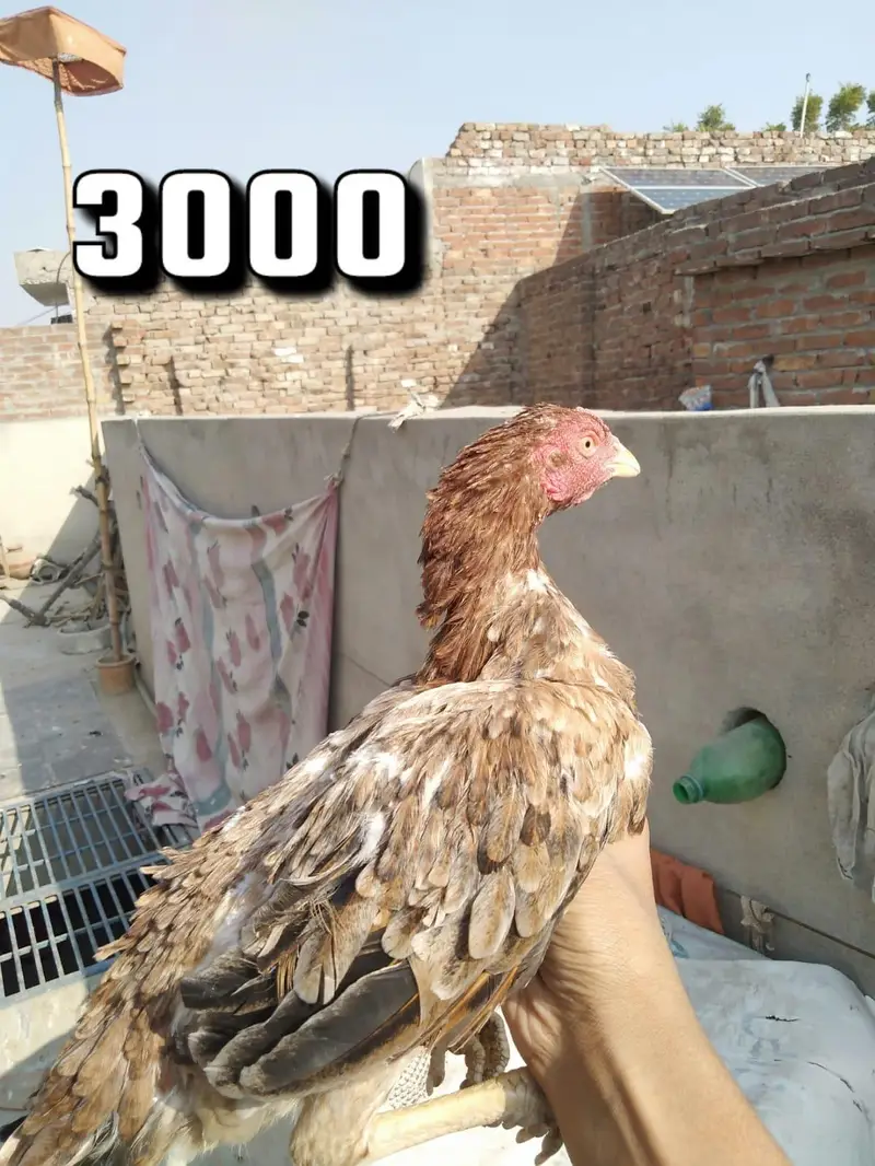 Aseel murgi — photo 3