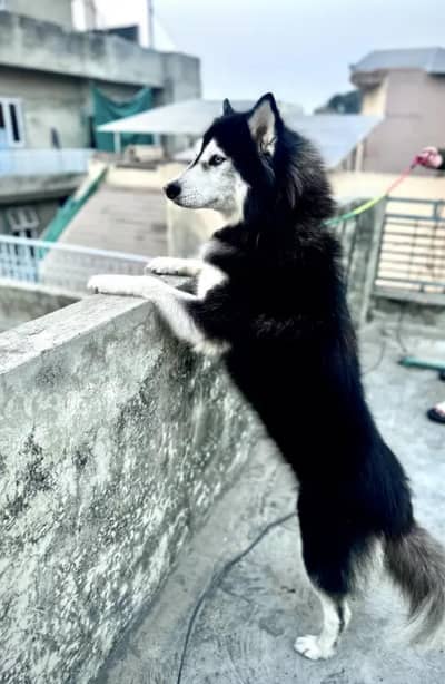 Siberian husky female Two dot eyes