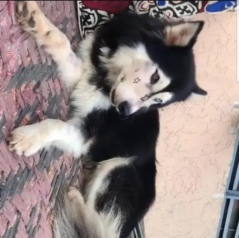 Siberian husky female Two dot eyes — photo 2