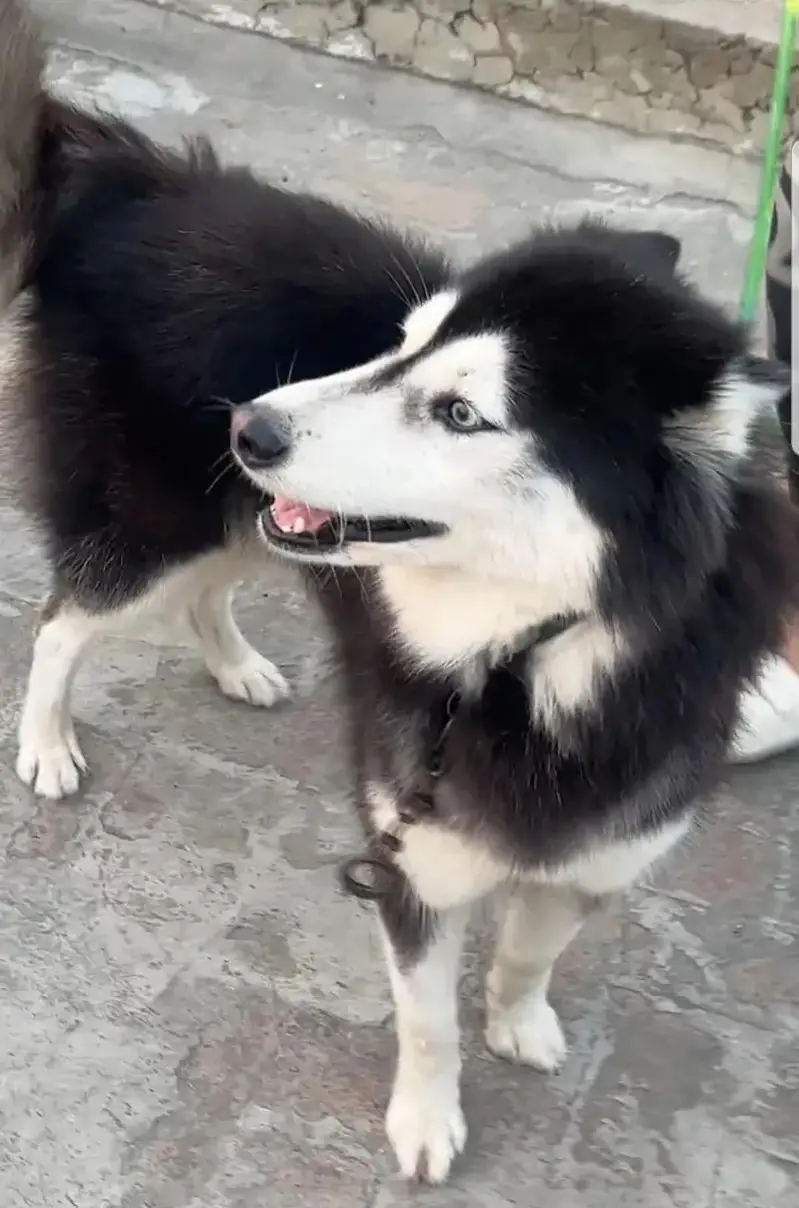 Siberian husky female Two dot eyes — photo 3
