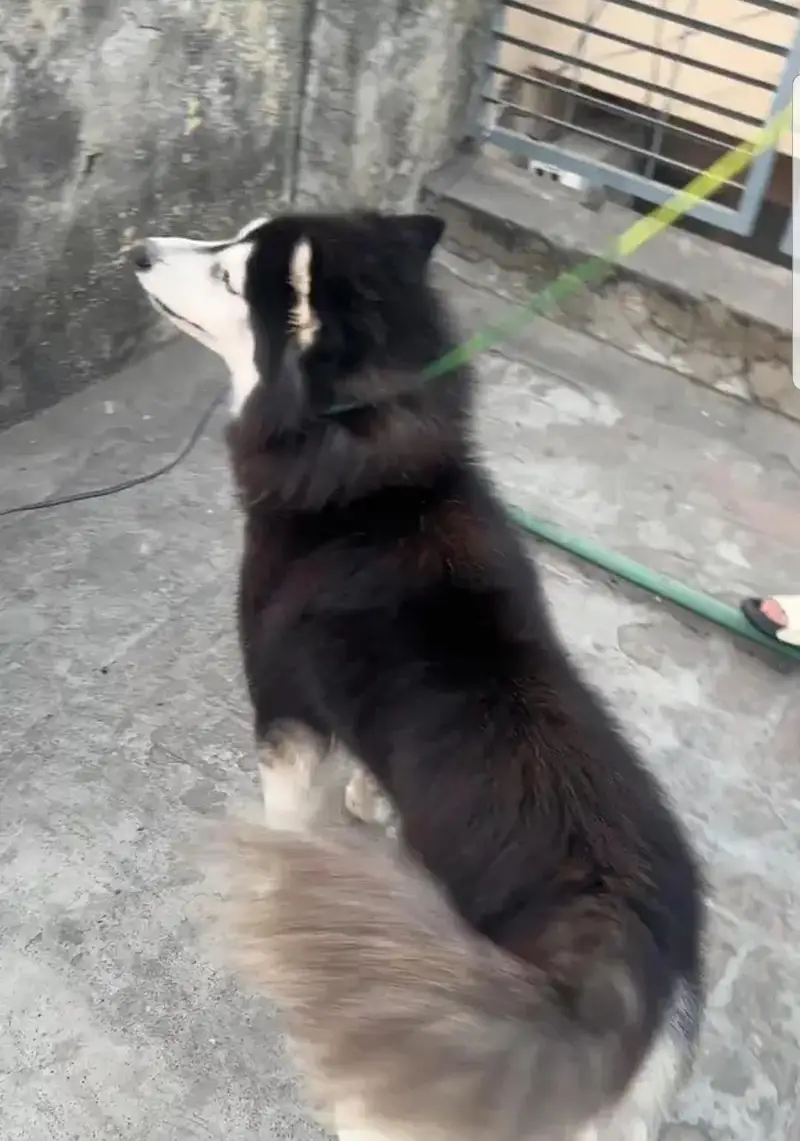 Siberian husky female Two dot eyes — photo 4