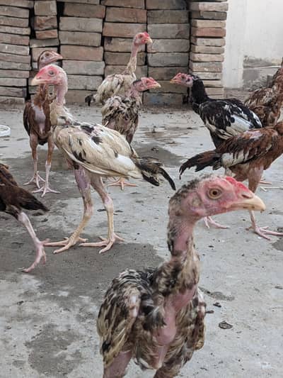 15 Pure Aseel Chicks Are Available For Sale