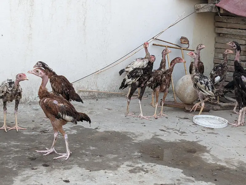 15 Pure Aseel Chicks Are Available For Sale — photo 2