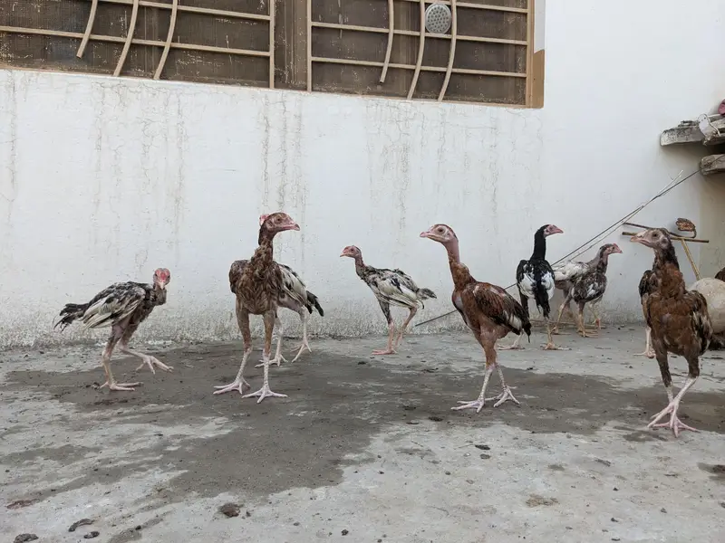 15 Pure Aseel Chicks Are Available For Sale — photo 3