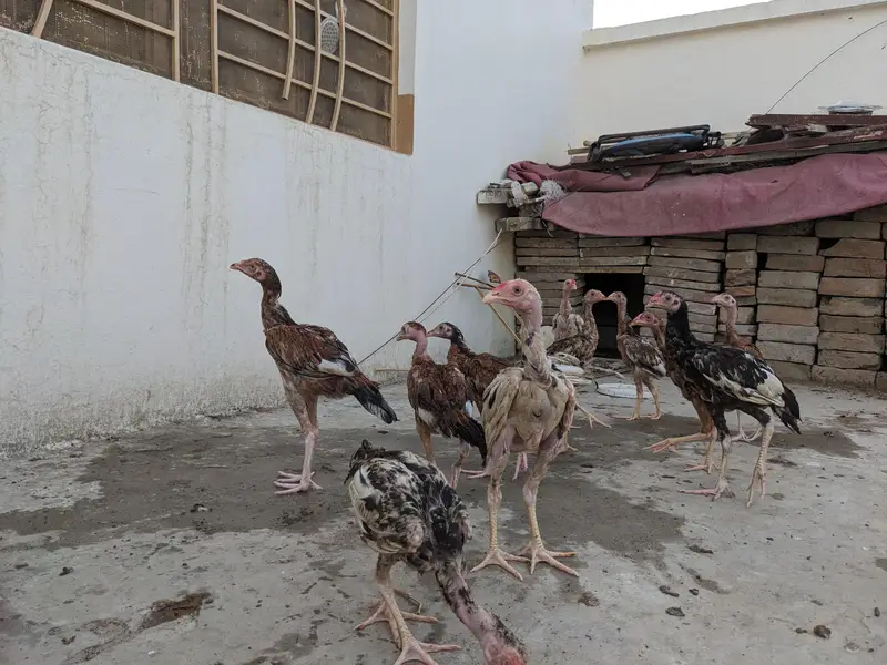 15 Pure Aseel Chicks Are Available For Sale — photo 4