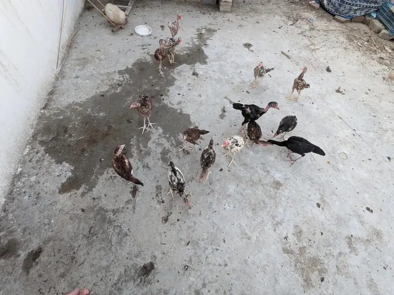 15 Pure Aseel Chicks Are Available For Sale — photo 5