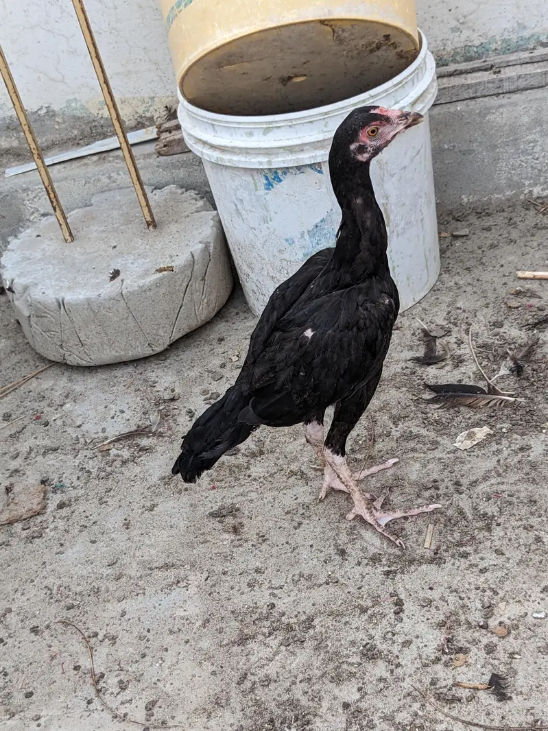 15 Pure Aseel Chicks Are Available For Sale — photo 6