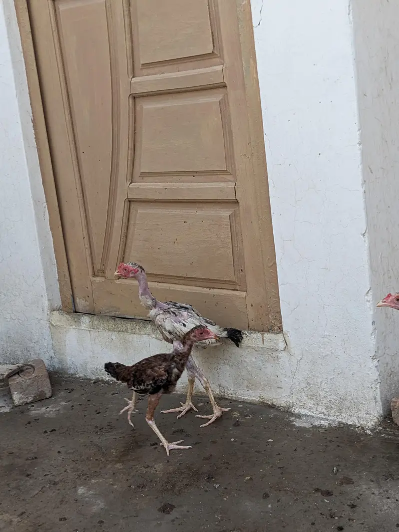 15 Pure Aseel Chicks Are Available For Sale — photo 7