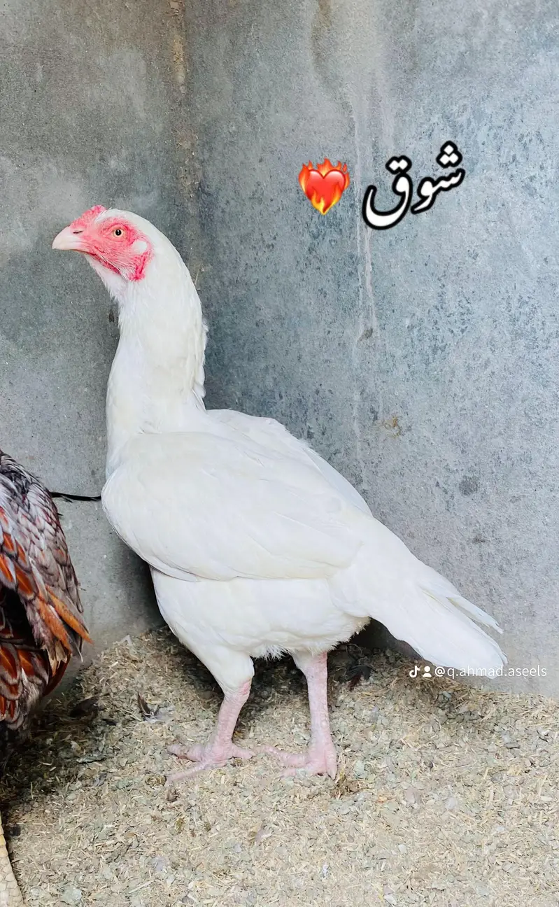 aseel hen — photo 2