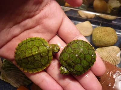 Turtles healthy and active 03268301979