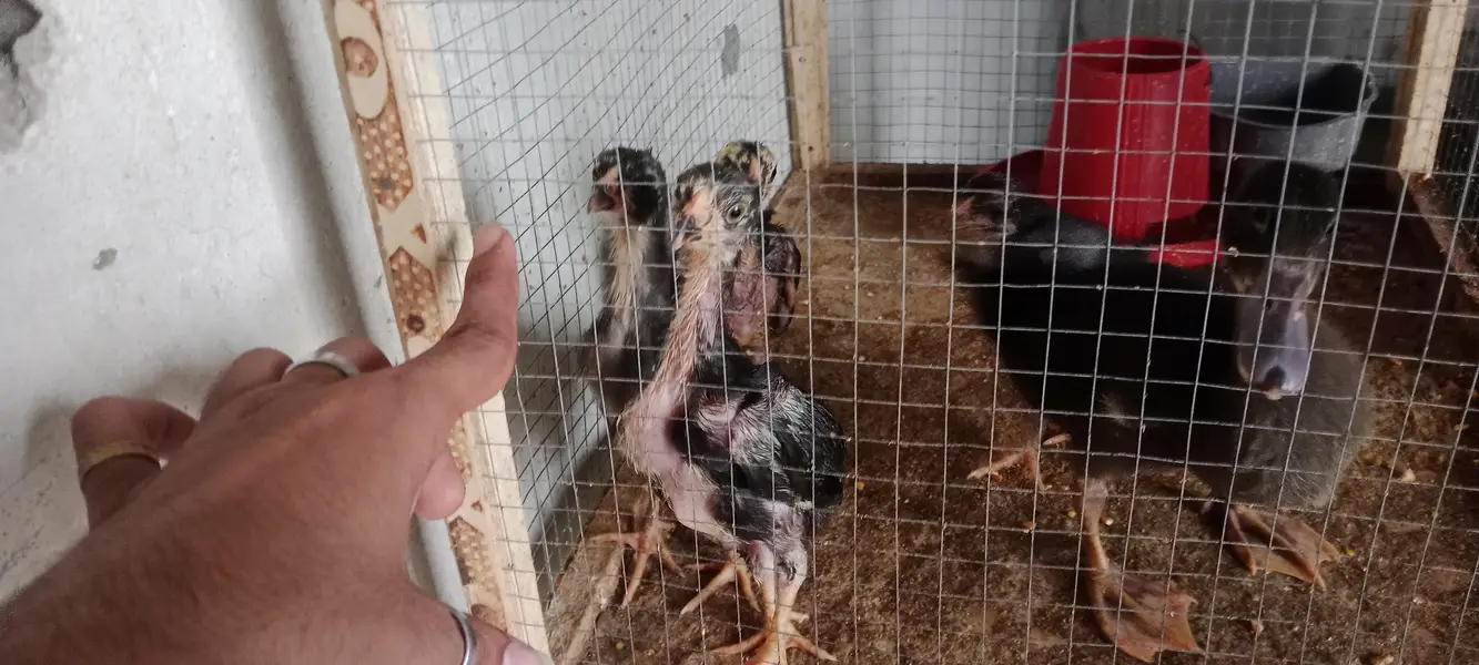 Healthy and active chicks — photo 6