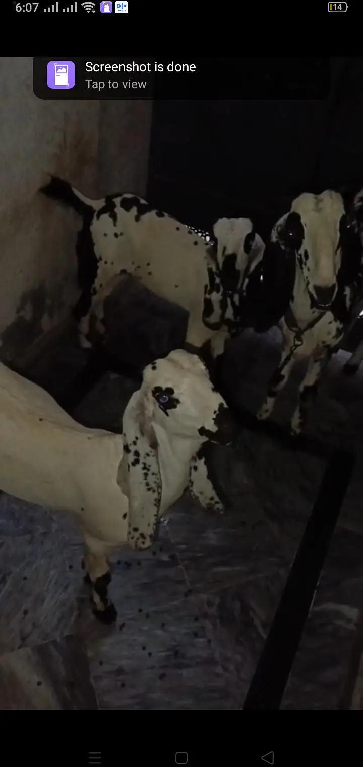bakriyaa 3 maaa aur usky bachiyaaa — photo 3